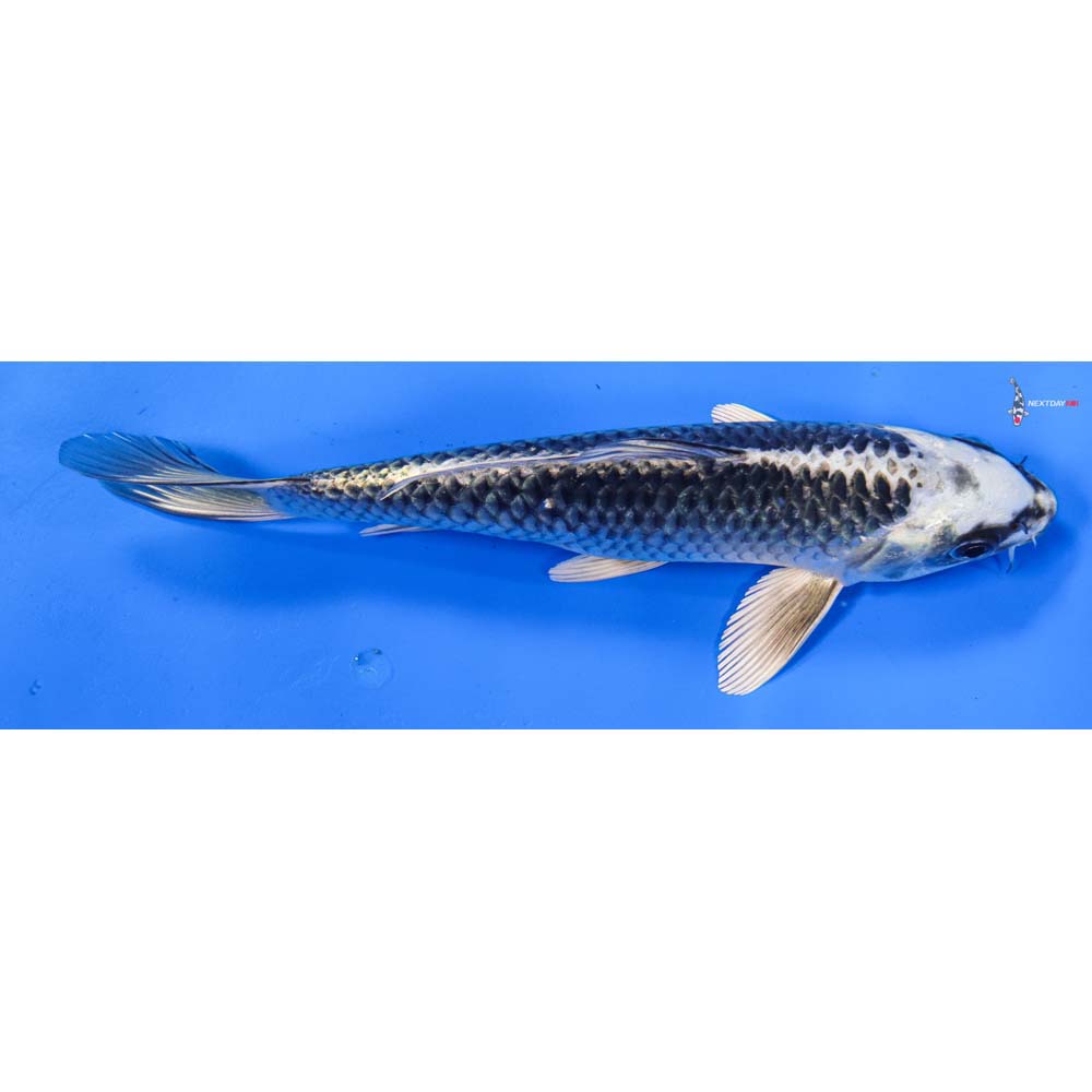 7” Imported Gin Matsuba