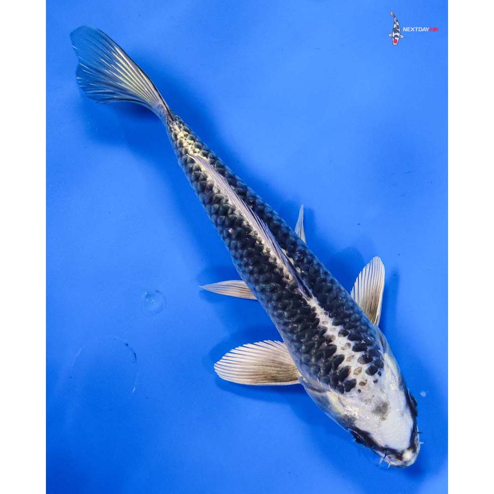 7” Imported Gin Matsuba