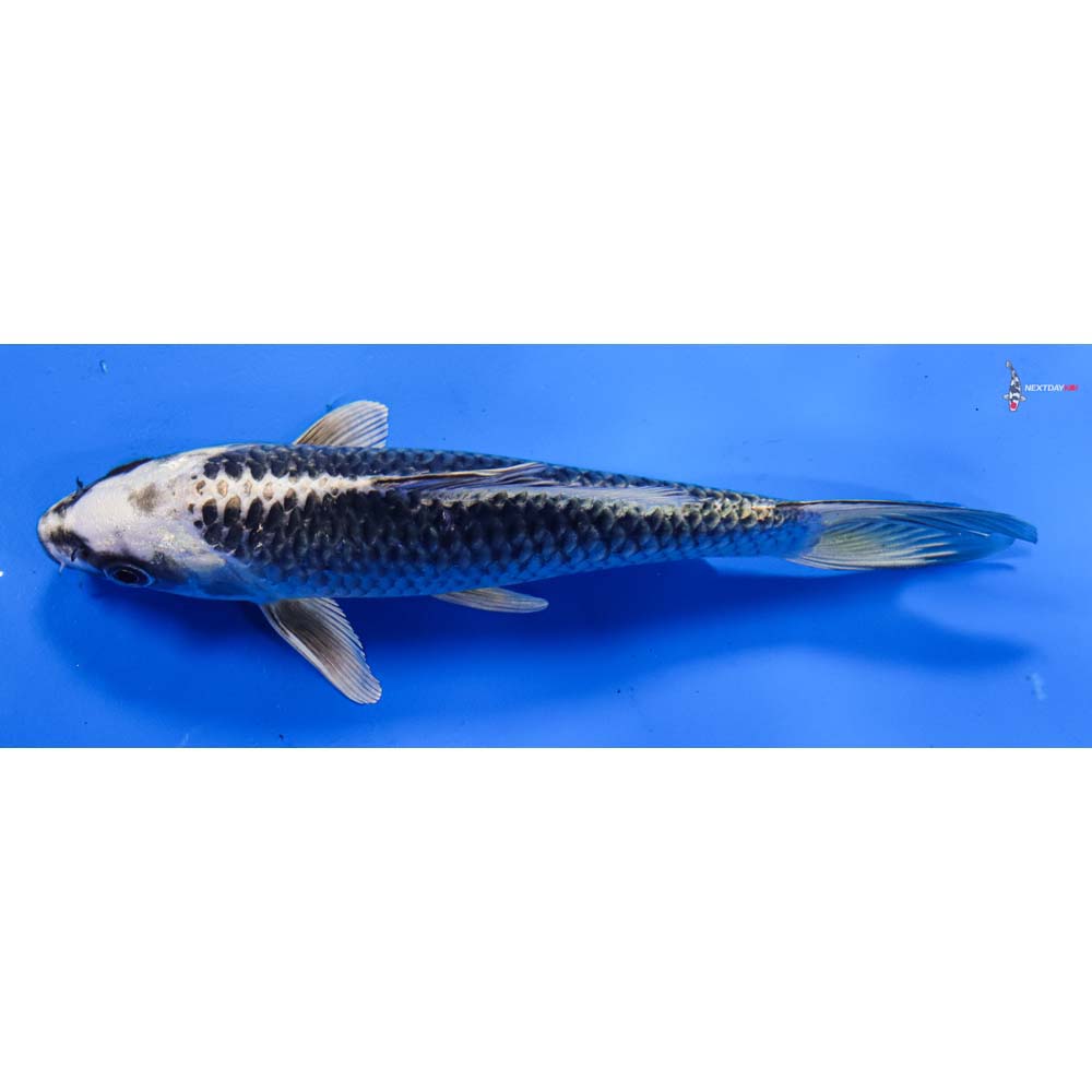 7” Imported Gin Matsuba