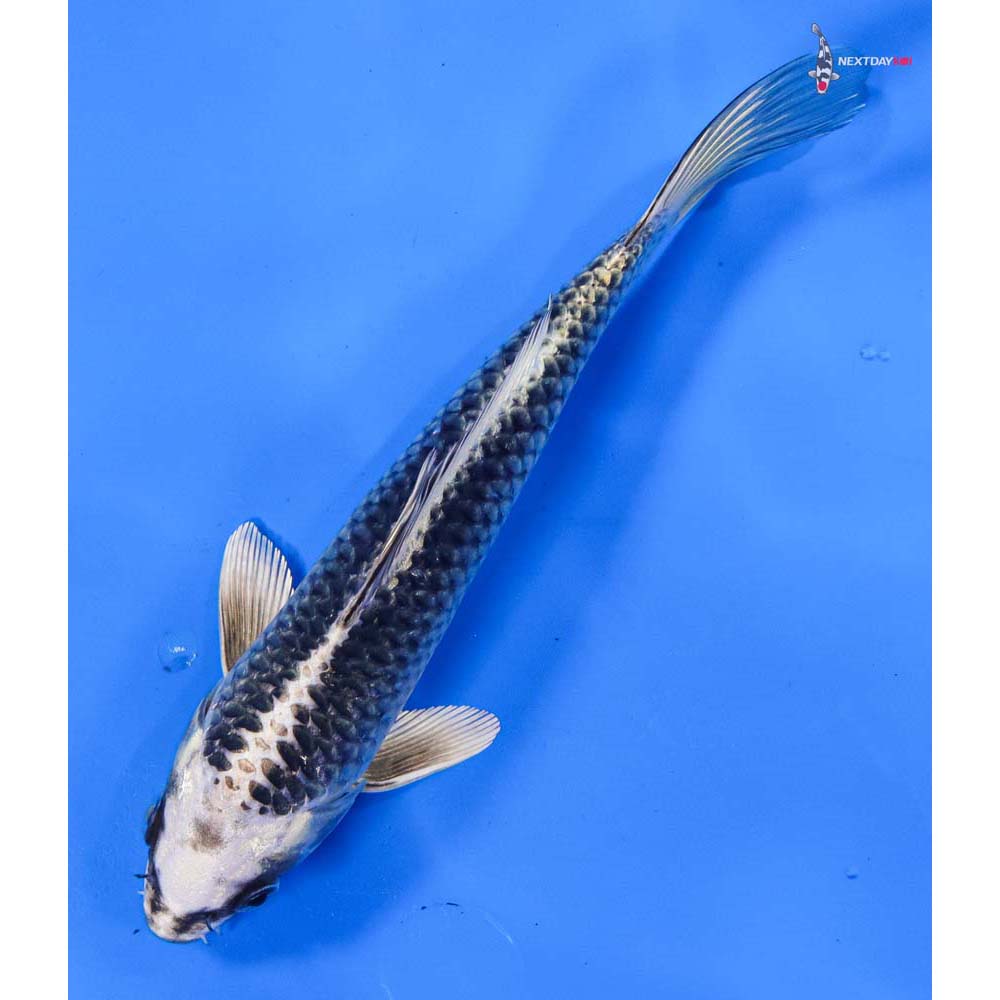 7” Imported Gin Matsuba