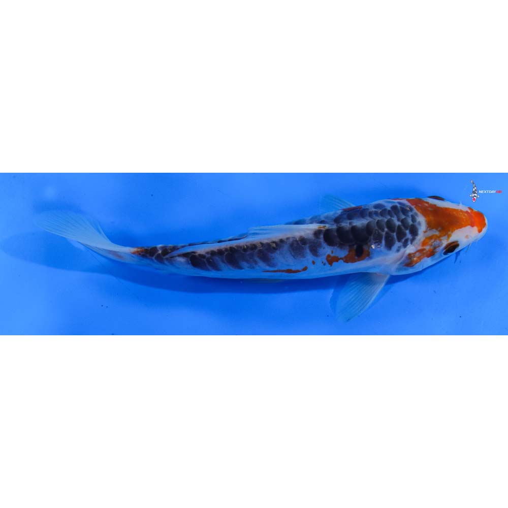 7” Imported Shusui