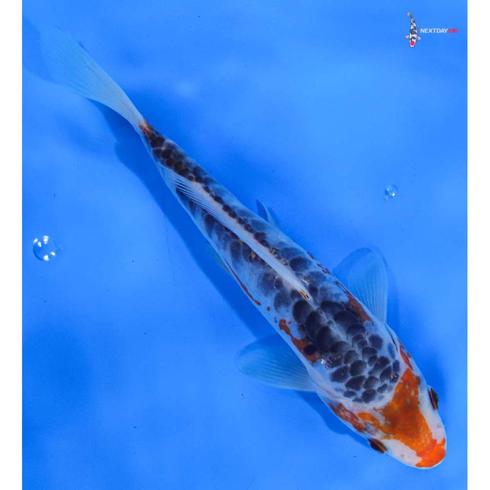 7” Imported Shusui