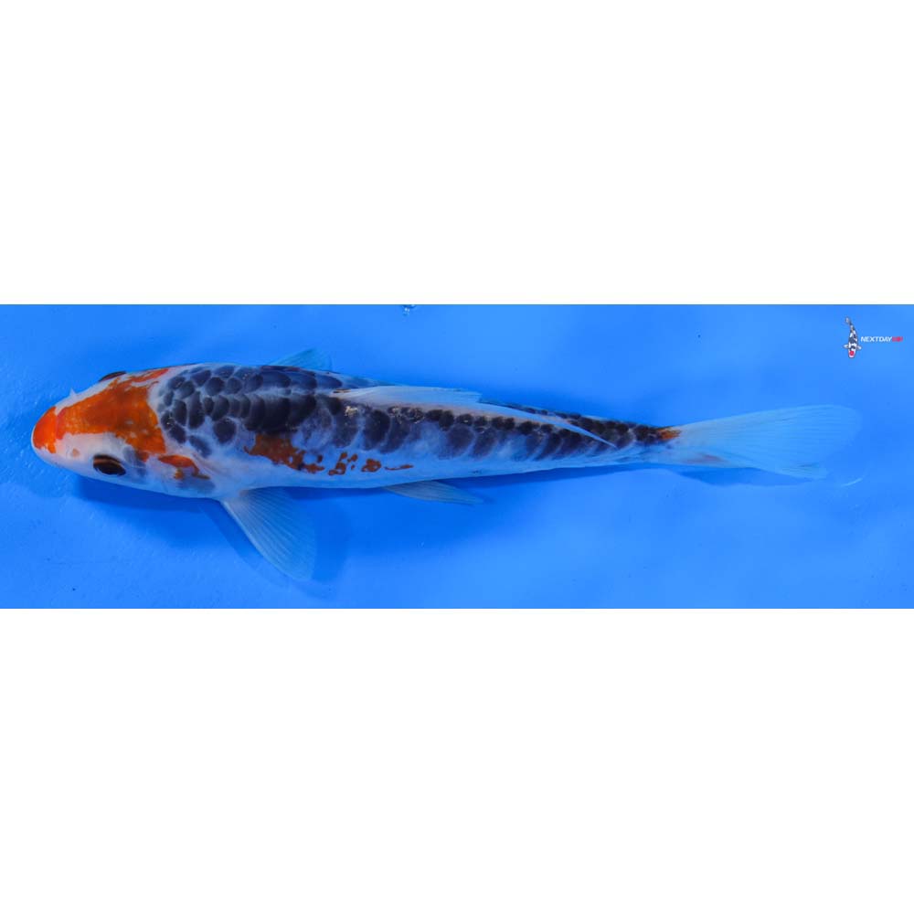 7” Imported Shusui