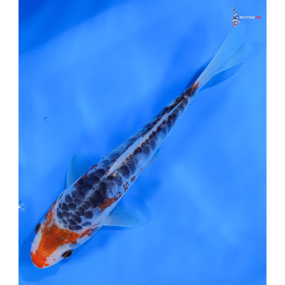 7” Imported Shusui