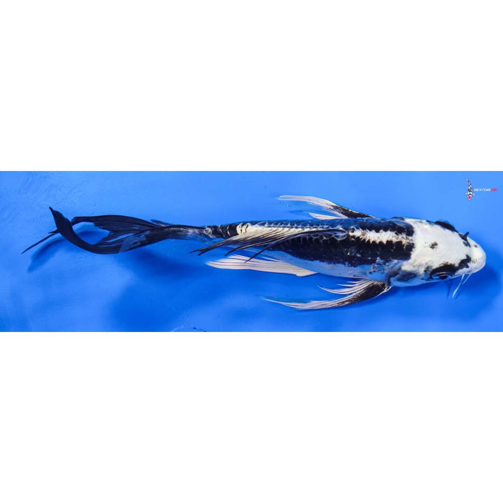 7.5” Imported Kikokuryu Butterfly Koi