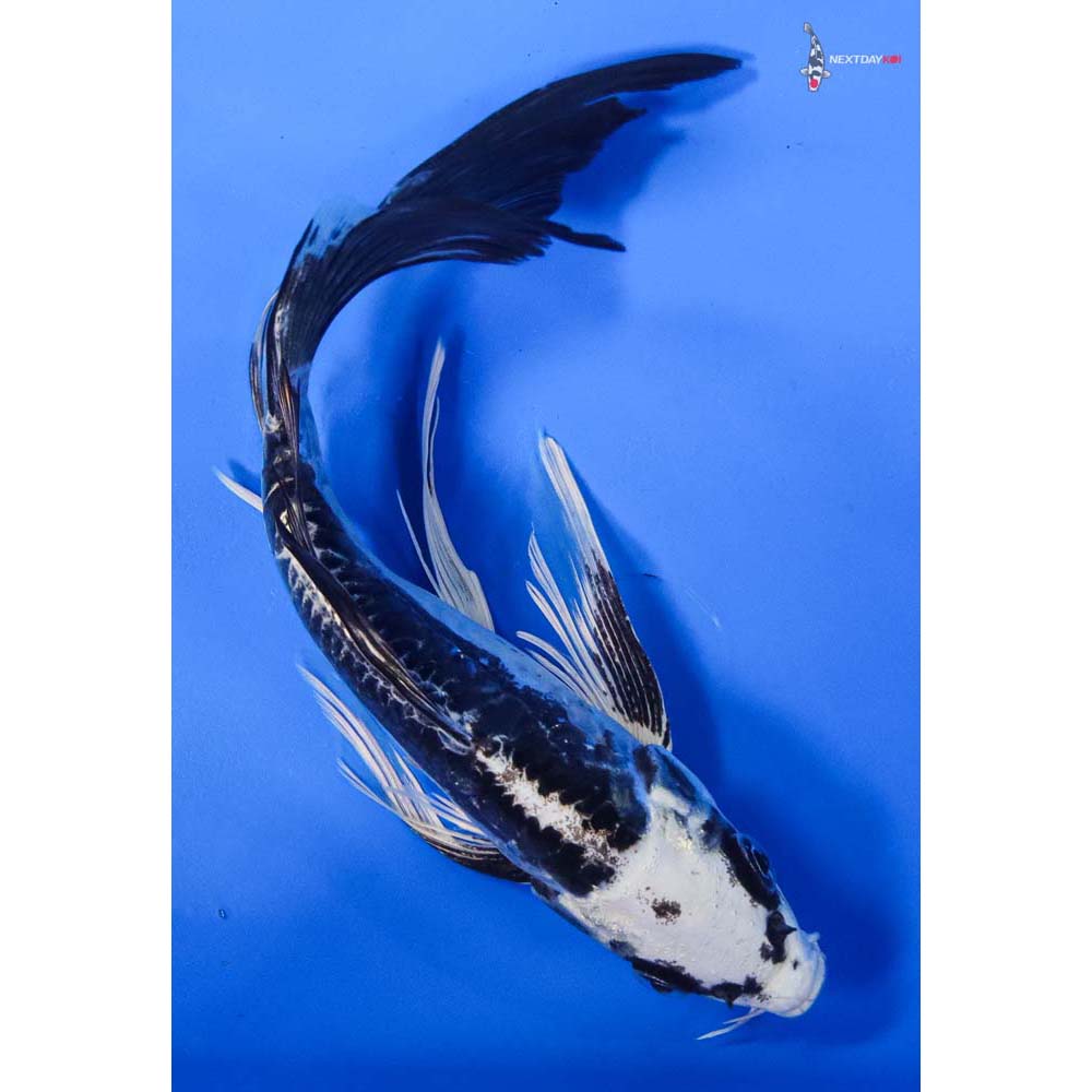 7.5” Imported Kikokuryu Butterfly Koi