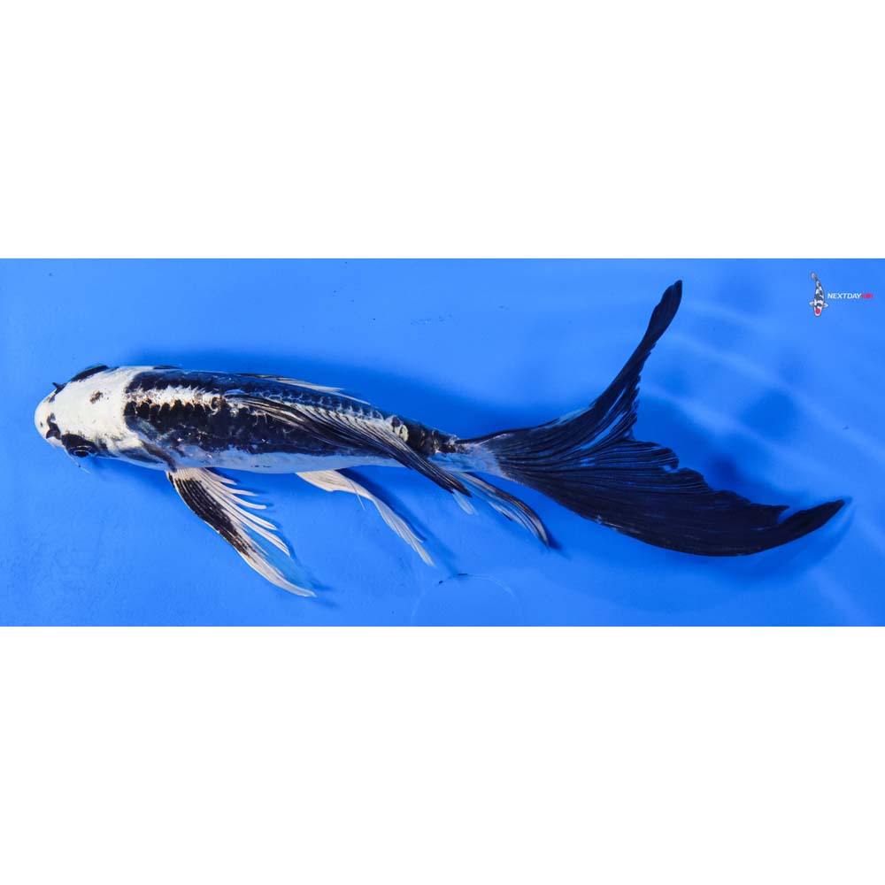 7.5” Imported Kikokuryu Butterfly Koi