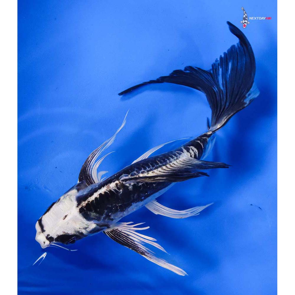 7.5” Imported Kikokuryu Butterfly Koi