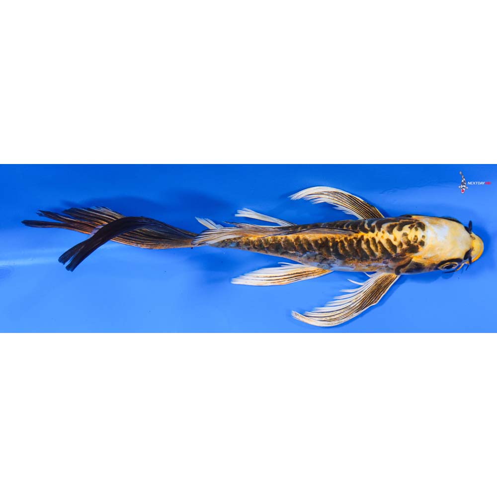 8” Imported Kin Kikokuryu Butterfly Koi