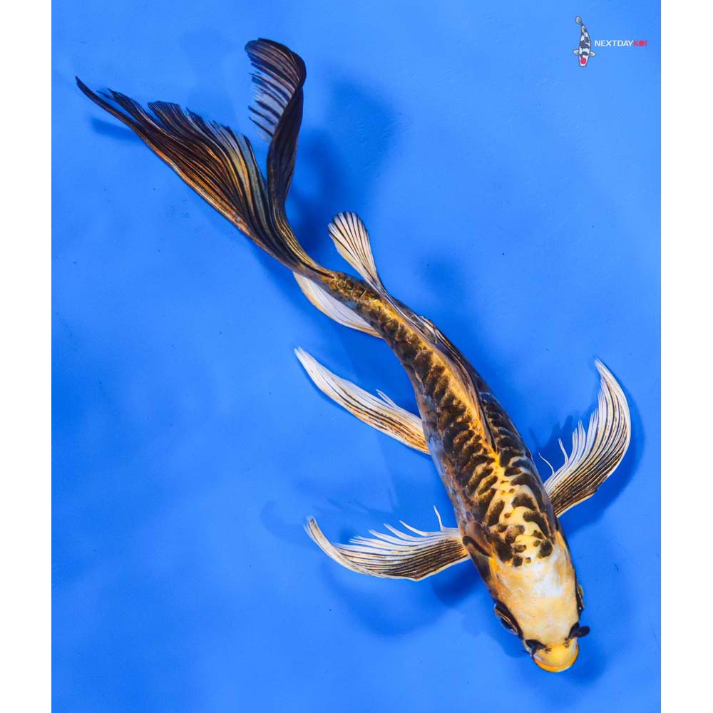 8” Imported Kin Kikokuryu Butterfly Koi