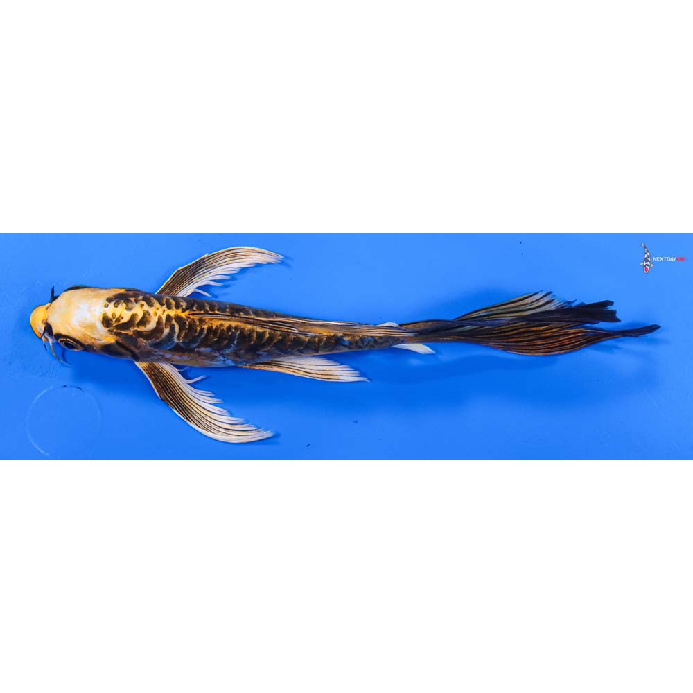8” Imported Kin Kikokuryu Butterfly Koi
