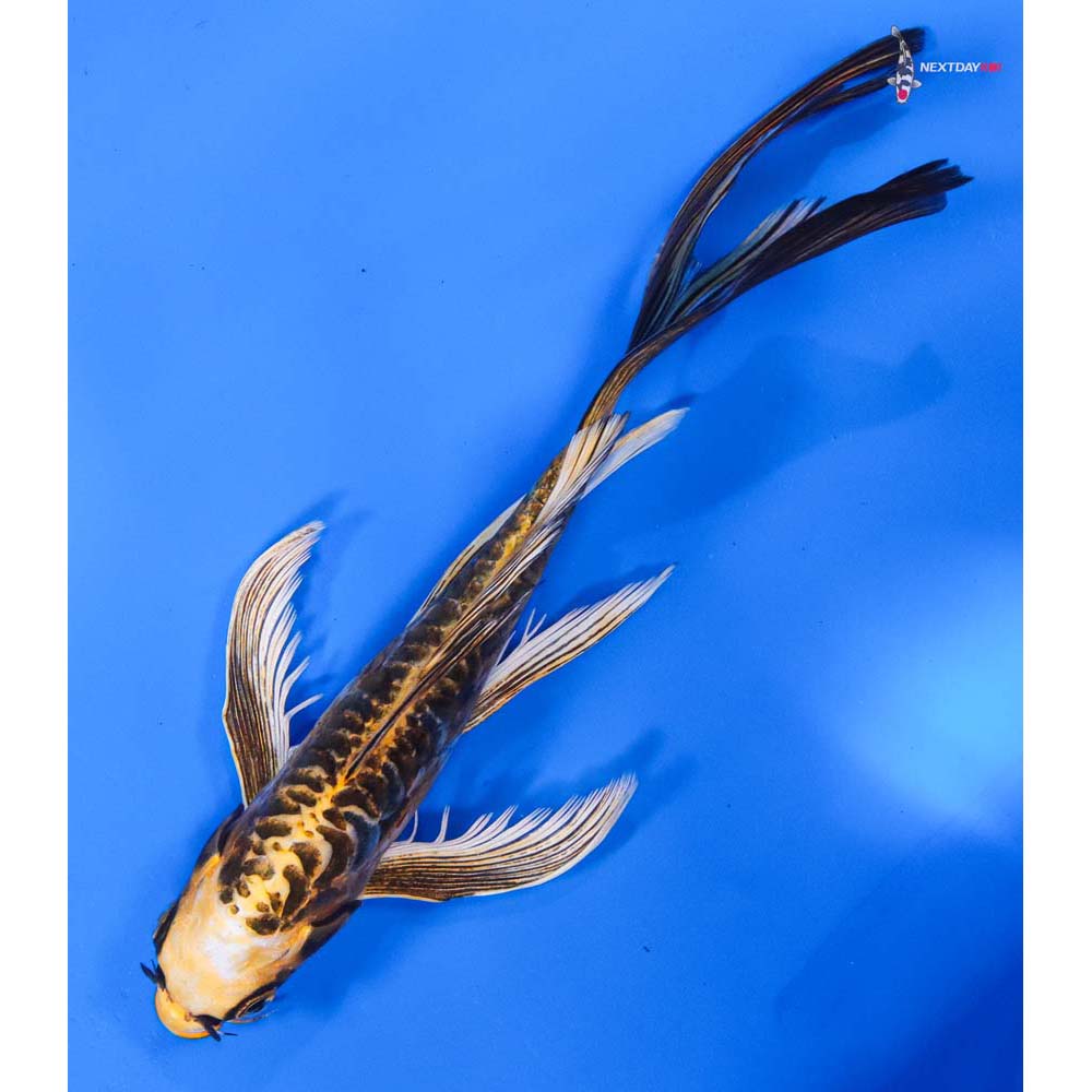 8” Imported Kin Kikokuryu Butterfly Koi