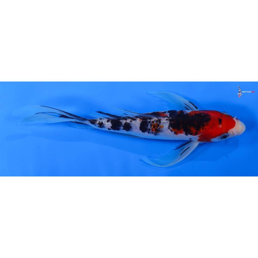 8” Imported Sanke Butterfly Koi