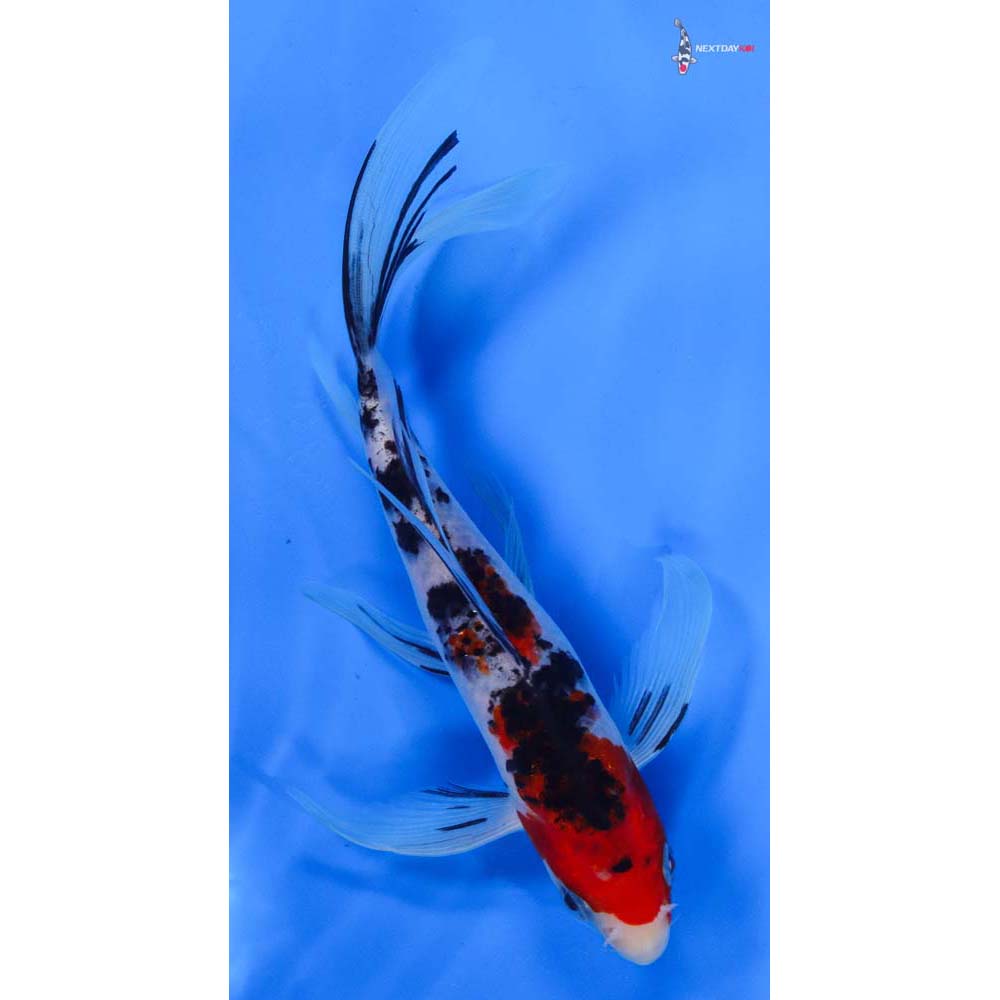 8” Imported Sanke Butterfly Koi