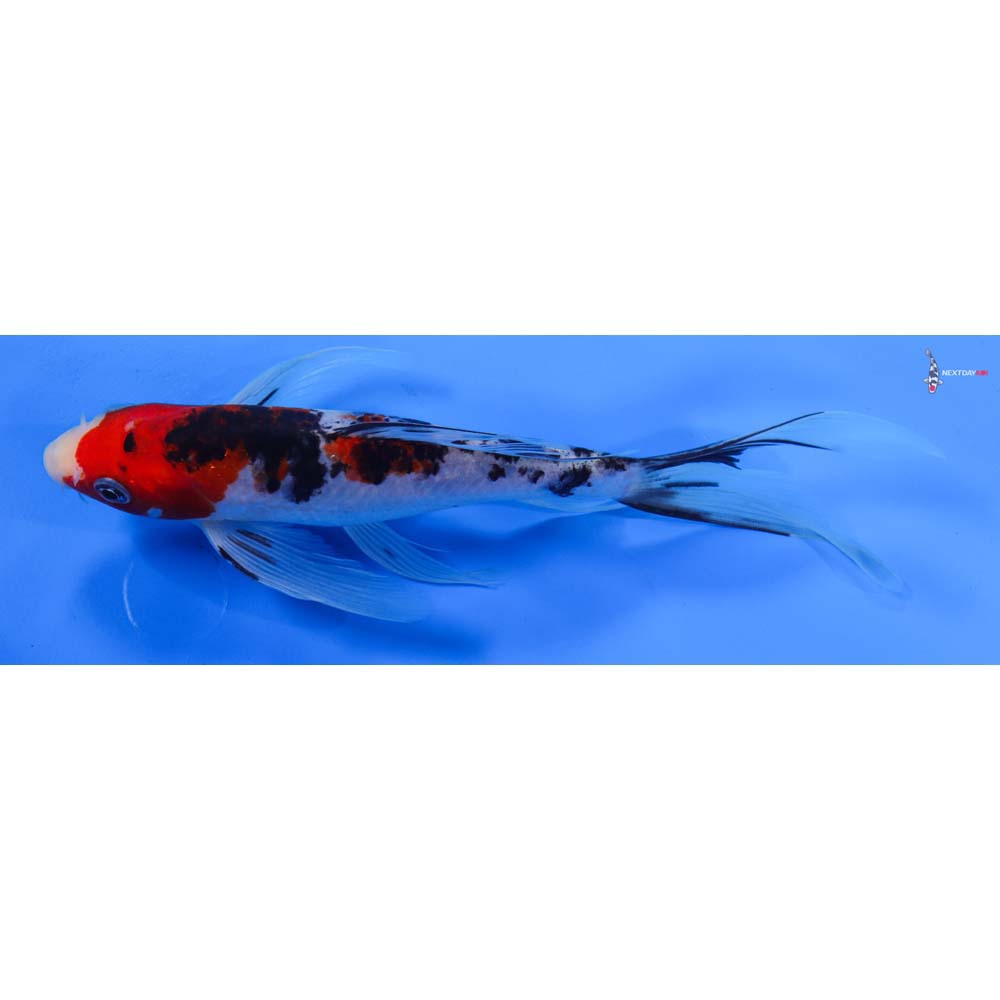 8” Imported Sanke Butterfly Koi