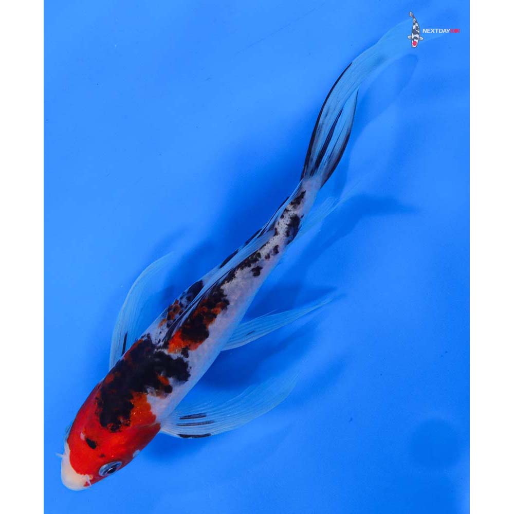 8” Imported Sanke Butterfly Koi