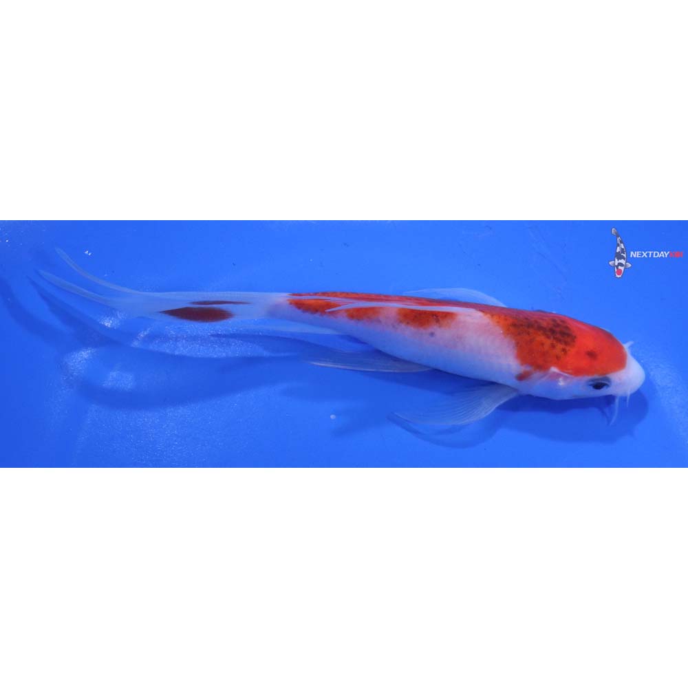 6” Imported Goromo Butterfly Koi