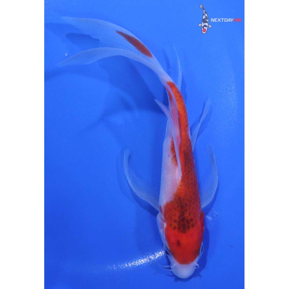 6” Imported Goromo Butterfly Koi