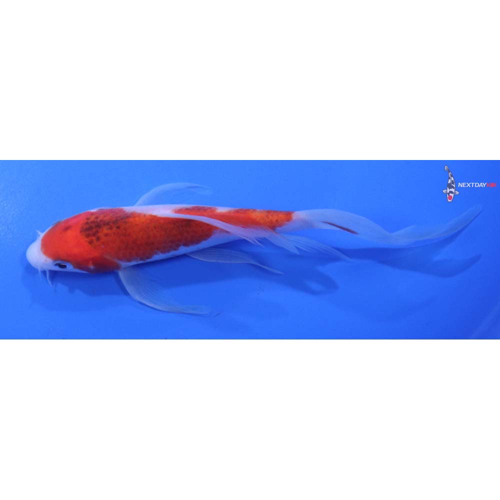 6” Imported Goromo Butterfly Koi