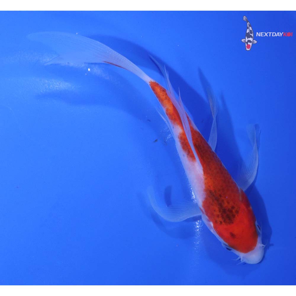 6” Imported Goromo Butterfly Koi