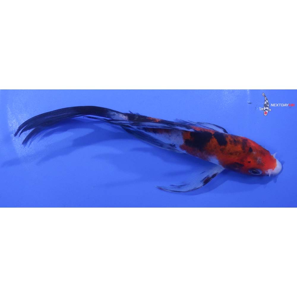 6” Imported Sanke Butterfly Koi