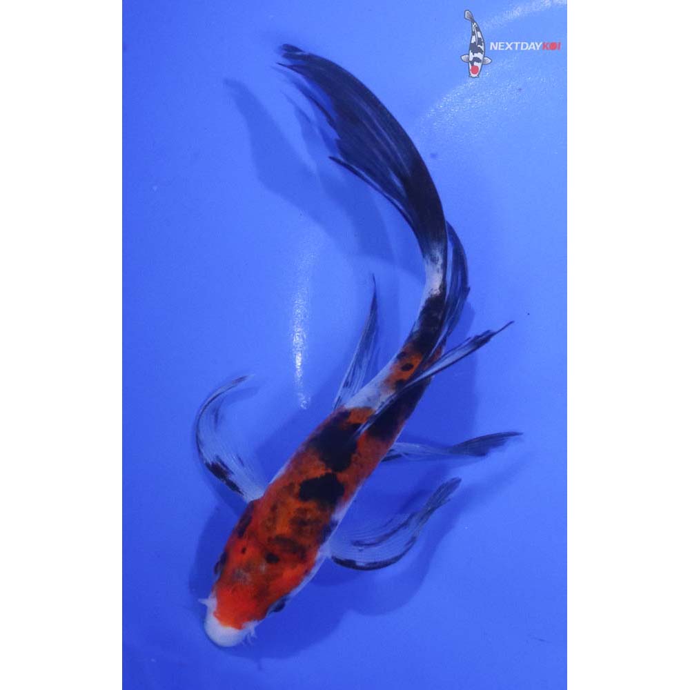 6” Imported Sanke Butterfly Koi