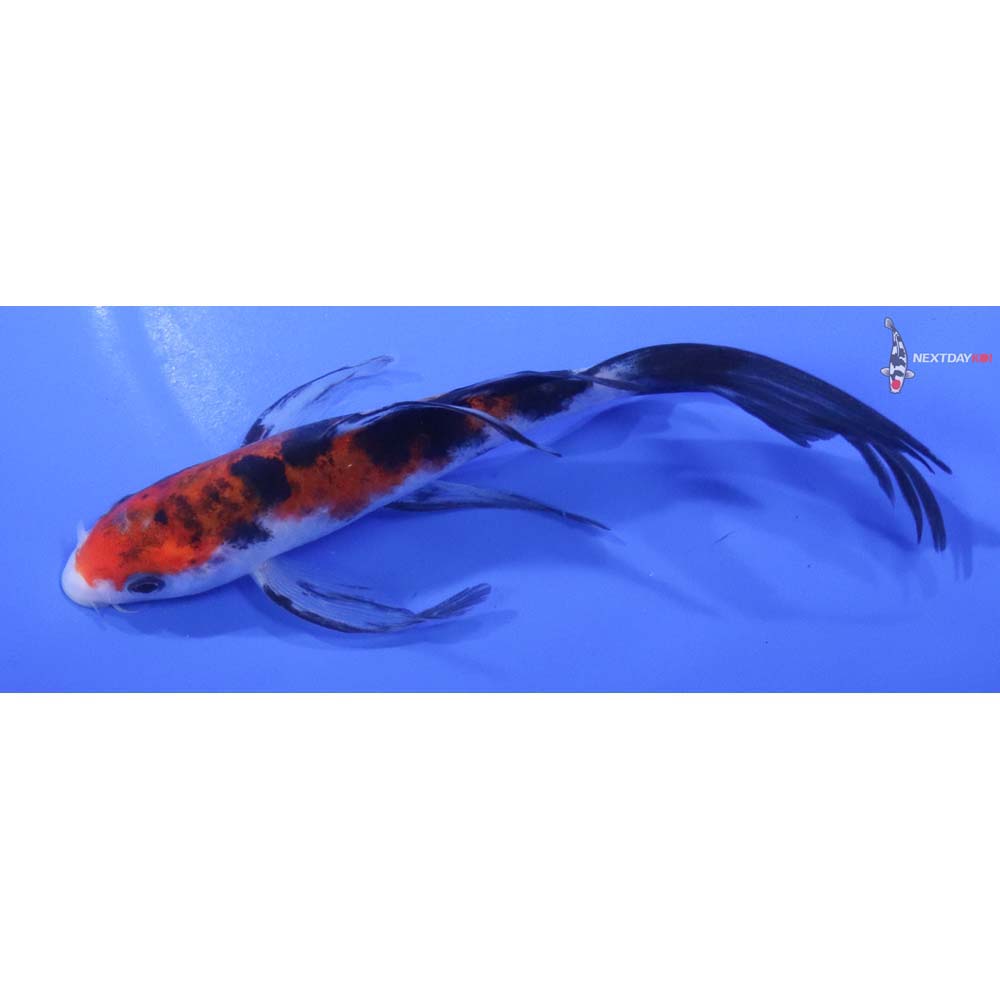6” Imported Sanke Butterfly Koi