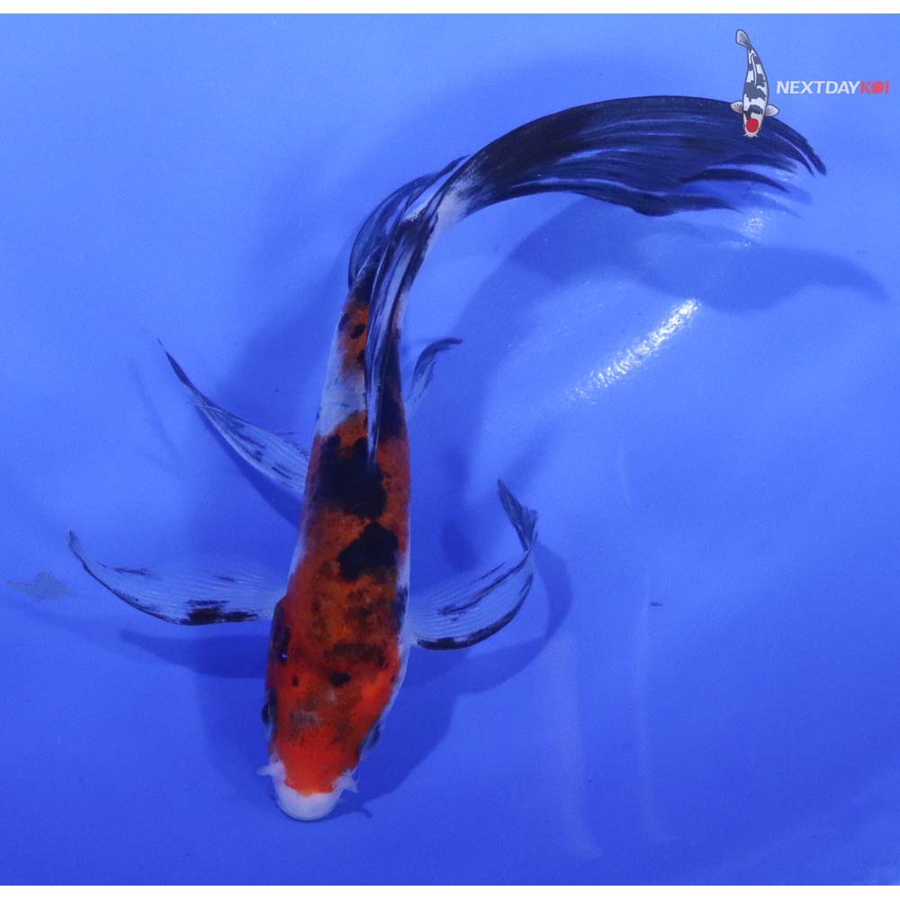 6” Imported Sanke Butterfly Koi