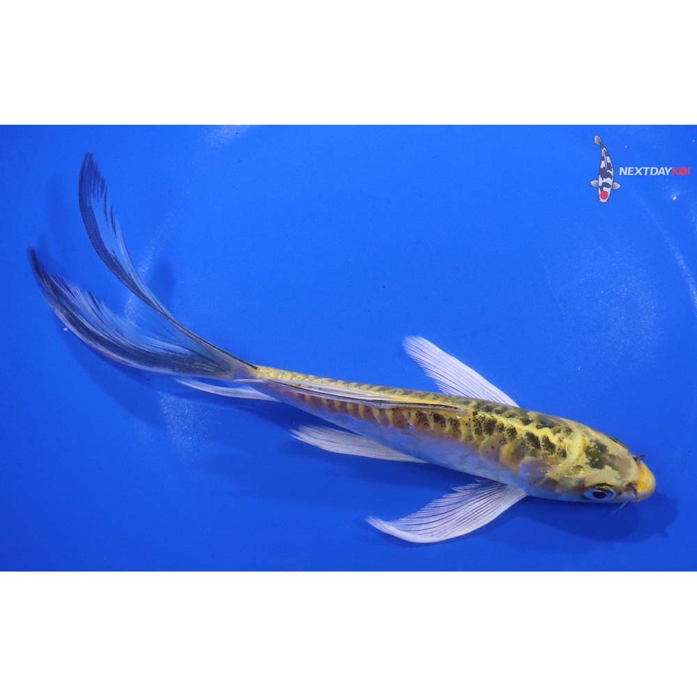 7” Imported Doitsu Kujaku Butterfly Koi