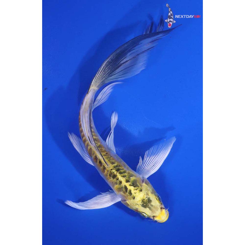 7” Imported Doitsu Kujaku Butterfly Koi