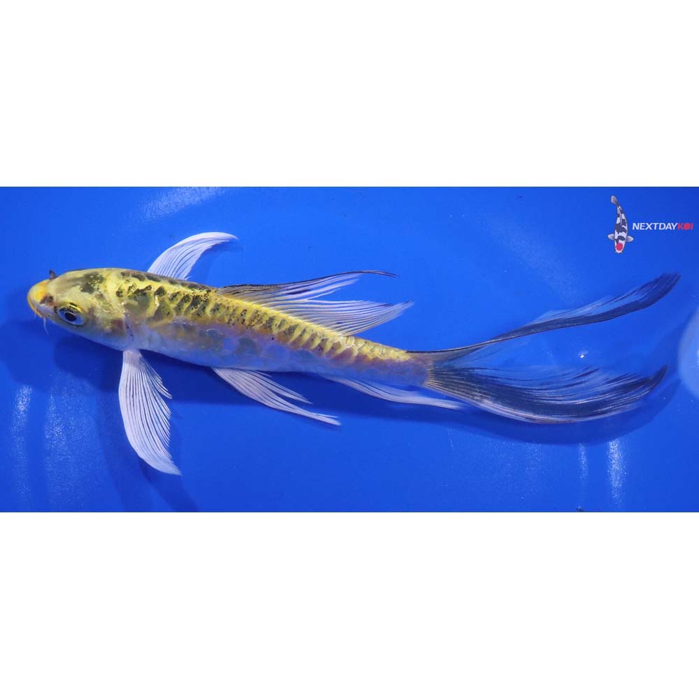 7” Imported Doitsu Kujaku Butterfly Koi