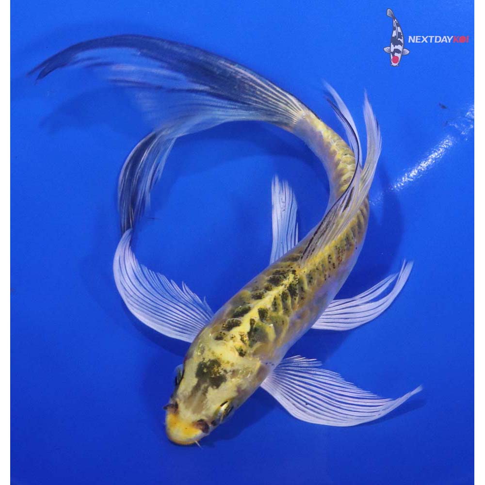 7” Imported Doitsu Kujaku Butterfly Koi