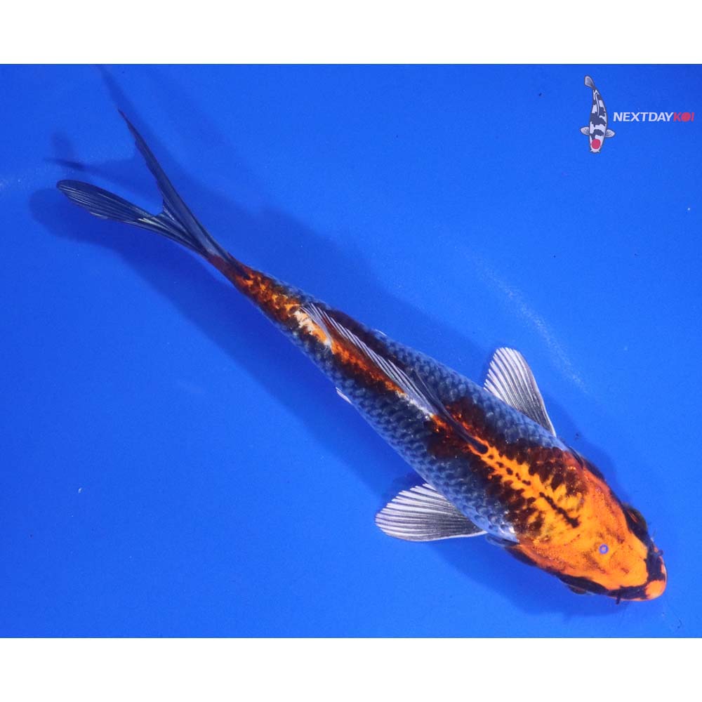 5” Imported Kujaku
