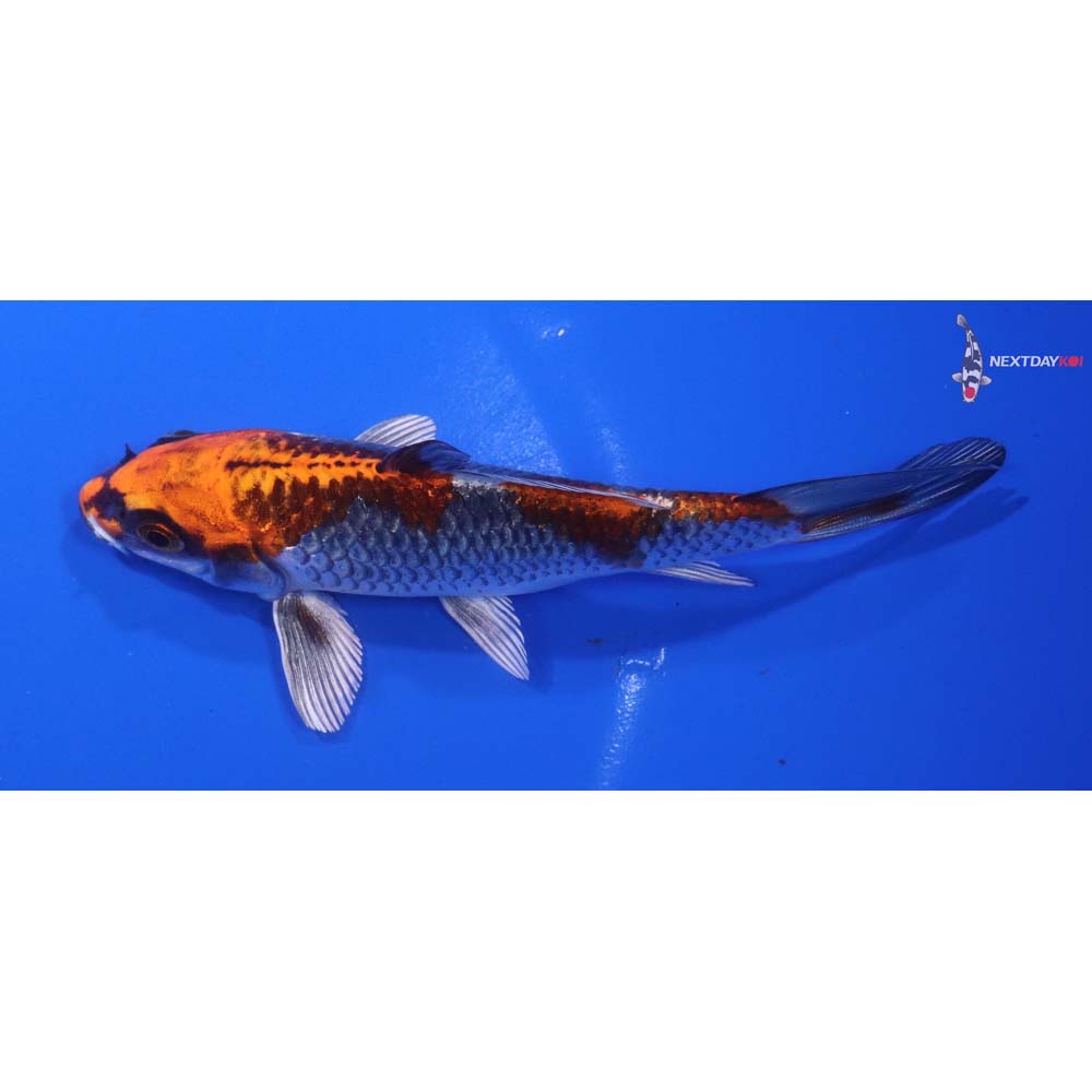 5” Imported Kujaku