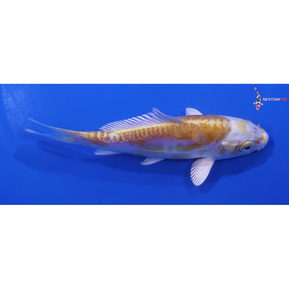 5” Imported Doitsu Lemon Hariwake