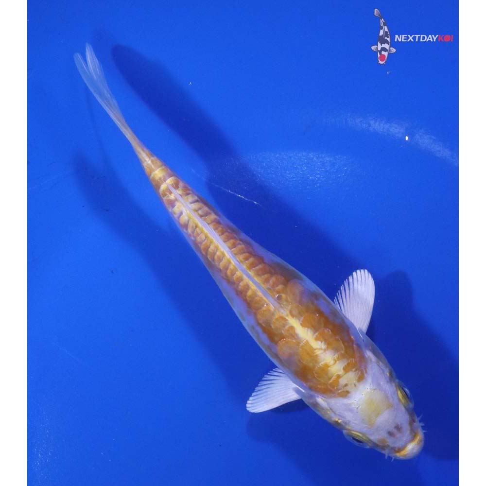 5” Imported Doitsu Lemon Hariwake