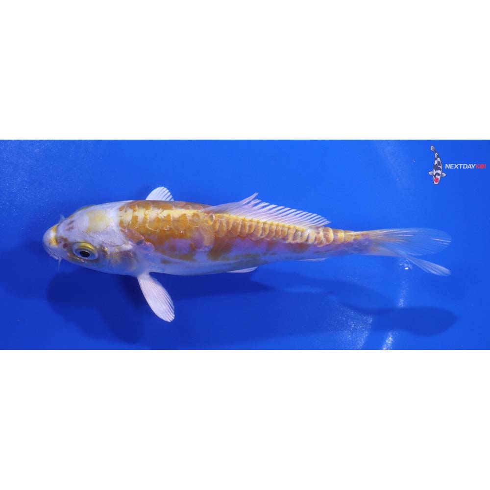 5” Imported Doitsu Lemon Hariwake
