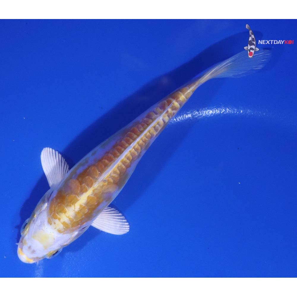 5” Imported Doitsu Lemon Hariwake
