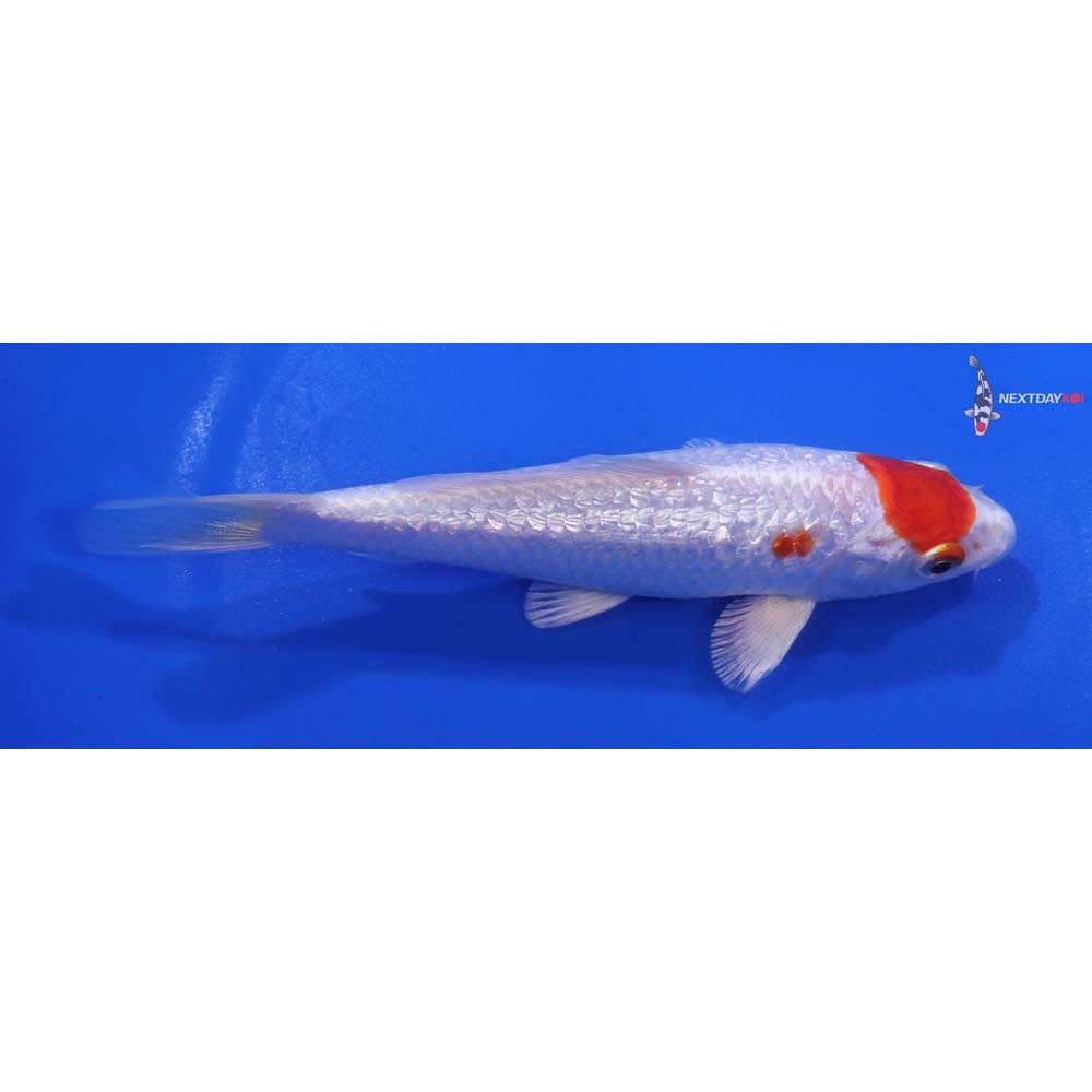 5” Imported Gin Rin Hariwake