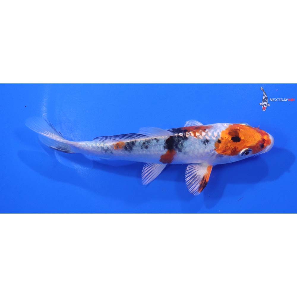 5.5” Imported Yamato Nishiki | Next Day Koi | Koi Fish For Sale
