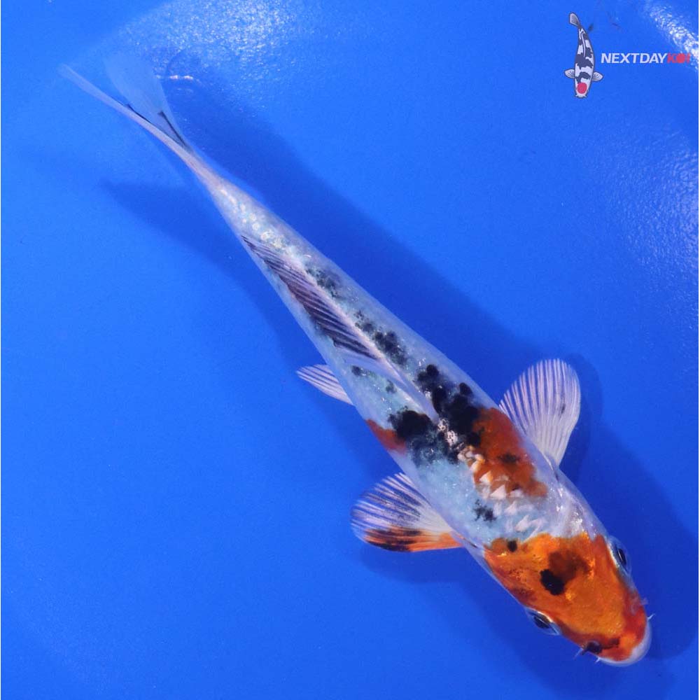5.5” Imported Yamato Nishiki