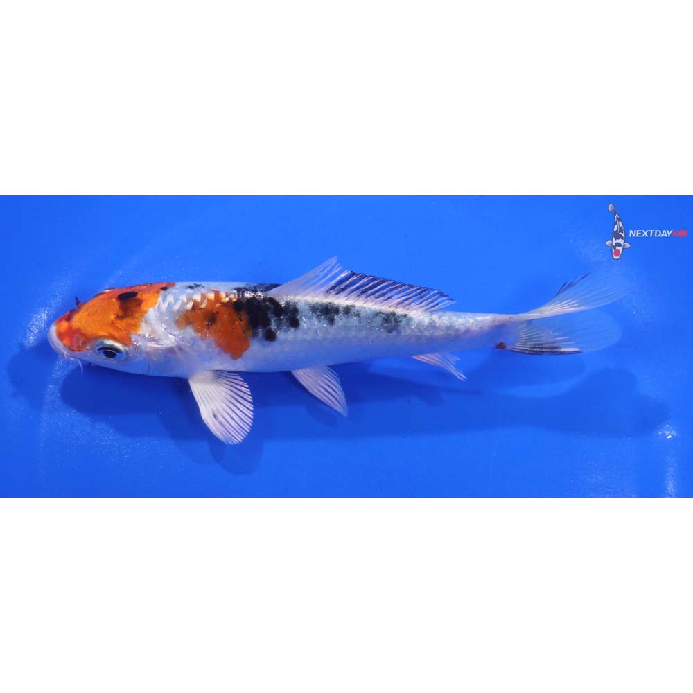 5.5” Imported Yamato Nishiki