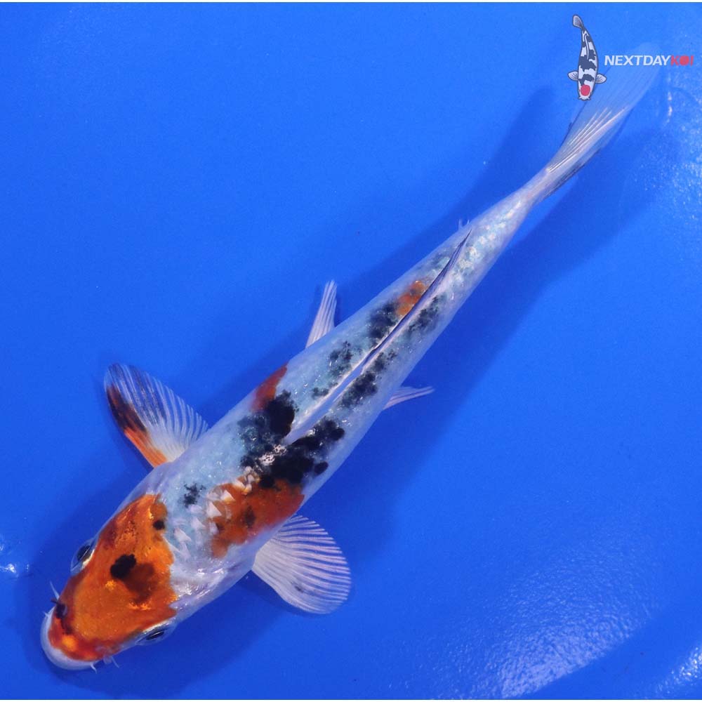 5.5” Imported Yamato Nishiki
