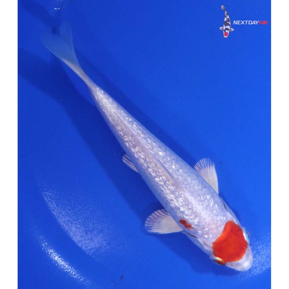 5” Imported Gin Rin Hariwake
