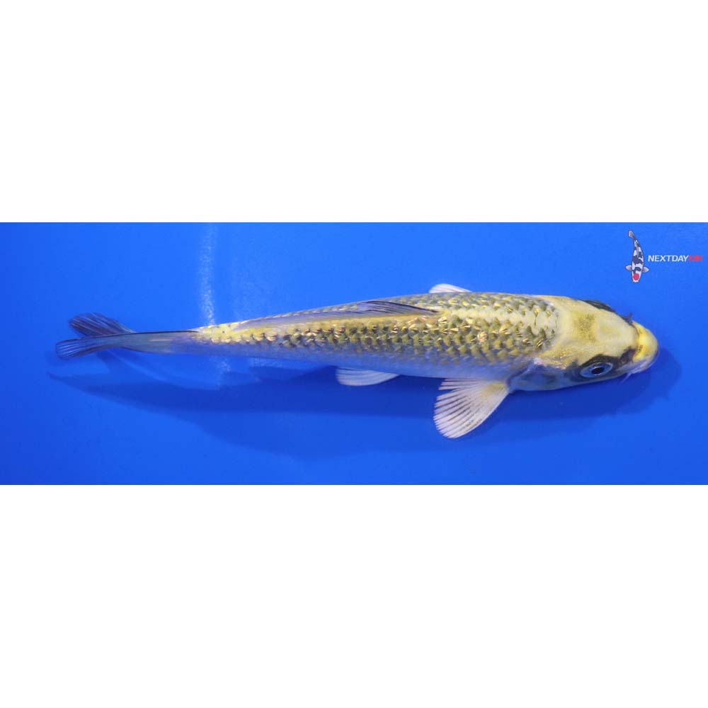 5.5” Imported Gin Rin Ki Matsuba