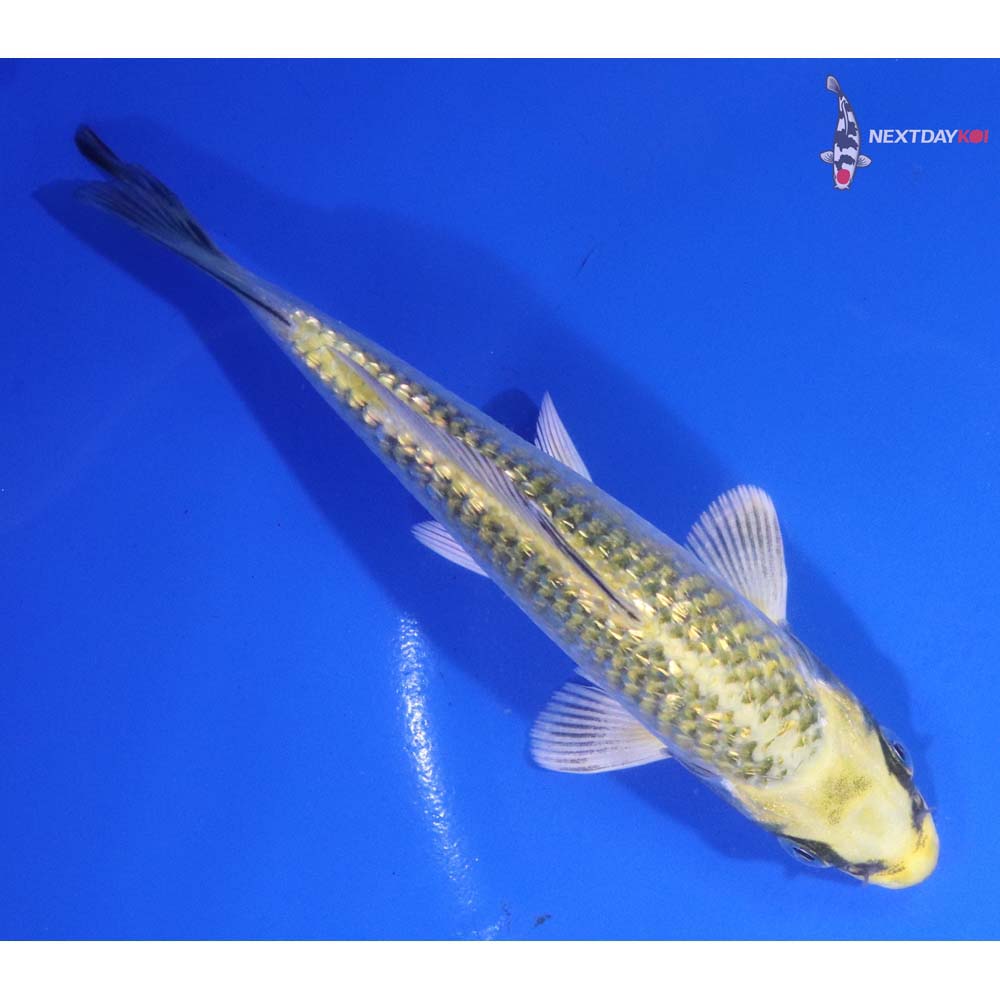 5.5” Imported Gin Rin Ki Matsuba