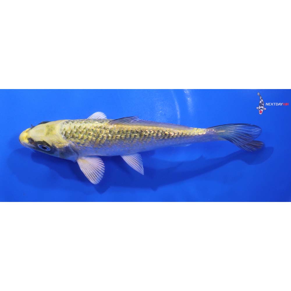 5.5” Imported Gin Rin Ki Matsuba
