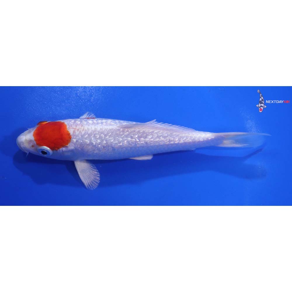 5” Imported Gin Rin Hariwake