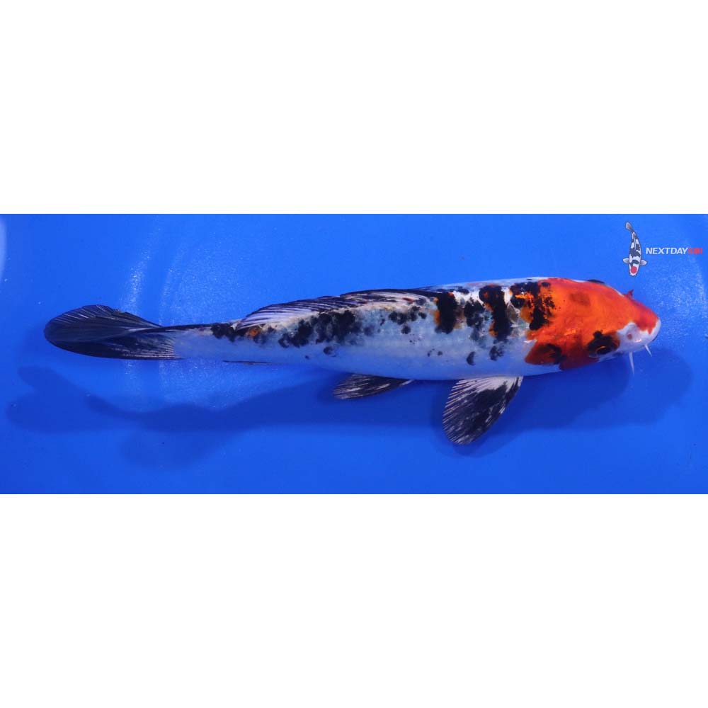 6” Imported Yamato Nishiki