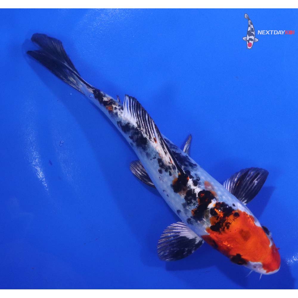 6” Imported Yamato Nishiki